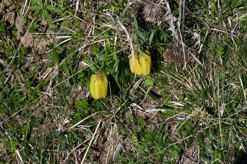 Fritillaria tubaeformis subsp. moggridgei / Meleagride alpino